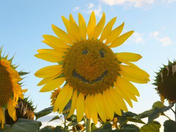 Titolo: LA CASETTA DEL SOLE