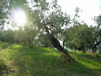 Titolo: Picnic among the olive trees