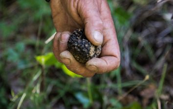 Titolo: Recherche et dégustation de truffes