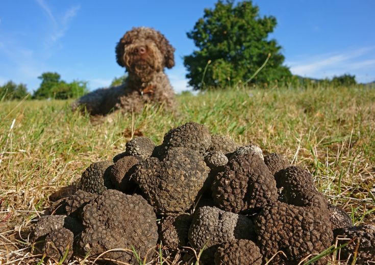 Un cane di colore marrone si trova in lontananza, mentre un insieme di tartufi freschi è visibile in primo piano sull'erba verde.