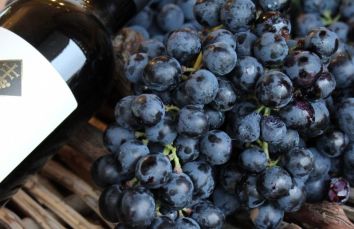 Uva nera fresca accanto a una bottiglia di vino, rappresenta la tradizione e il gusto del vino.