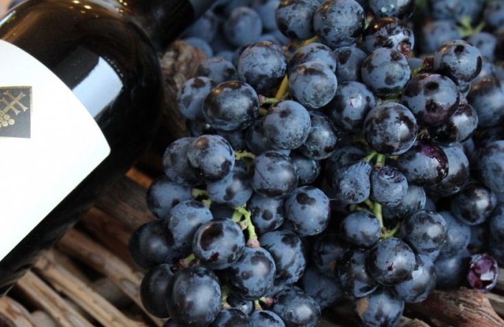 Uva nera fresca accanto a una bottiglia di vino, rappresenta la tradizione e il gusto del vino.