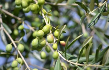 Rami di ulivo carichi di olive verdi, che crescono rigogliosi. Simbolo di pace e prosperità.