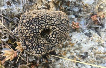 Una roccia con una superficie irregolare e un'apertura centrale, circondata da vegetazione locale.