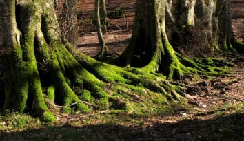 Titolo: CAVES, BEECH FORESTS AND KARST PLAINS OF MONTE CUCCO