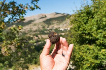 Titolo: ALLA SCOPERTA DELLA NOSTRA AMATA UMBRIA: TRA VINO, TARTUFI E BUON CIBO