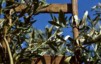 Titolo: OLIVE HARVESTING