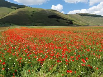 Un ampio campo di papaveri rossi e margherite, circondato da colline verdi sotto un cielo sereno.