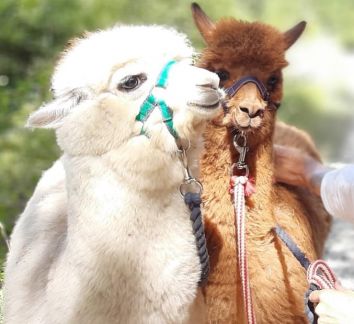 Titolo: PASSEGGIANDO CON GLI ALPACA