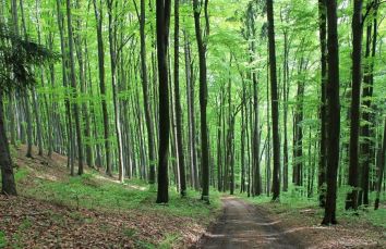 Un sentiero tranquillo circondato da alberi verdi in un bosco naturale.