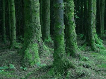 Titolo: Forest Bath