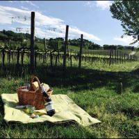 Titolo: PICNIC IN THE VINEYARD