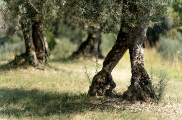 Titolo: Tournée de l'huile d'olive