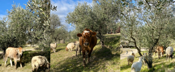 Titolo: The olive tree path