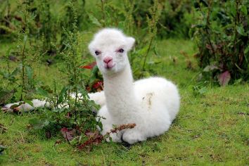 Titolo: Passeggiata con gli Alpaca