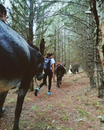 Titolo: Marcher avec des ânes 