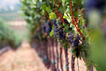 Titolo: De Rocca à Rocca dans le territoire du Trebbiano