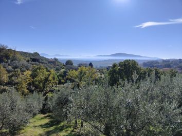 Titolo: Im Schatten der Olivenbäume