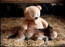 Titolo: Parcours éducatif Les animaux de la ferme... les petits chiots grandissent !