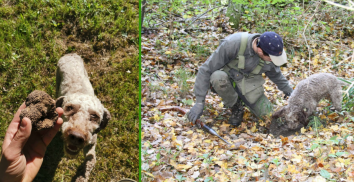 Titolo: La route de la truffe