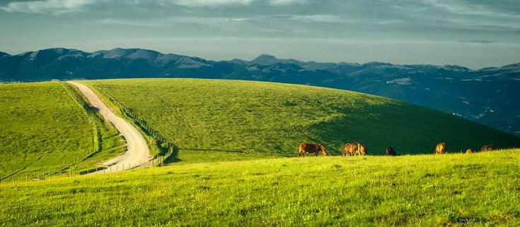 Green Weekend in Umbria 4 giorni: Parco del Monte Subasio, area naturale protetta, con cavalli al pascolo. Umbria my love - Un ampio panorama collinare con mucche che pascolano sotto un cielo sereno e luminoso.