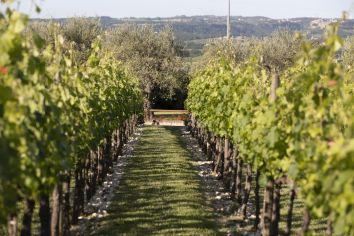 Titolo: VISITE DU VIGNOBLE ET DÉGUSTATION