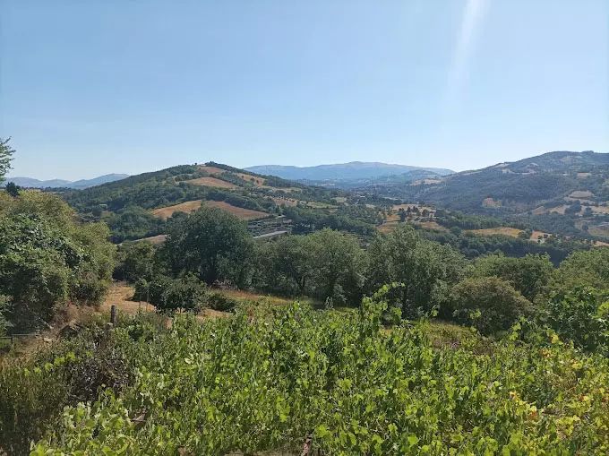 A peaceful scene of the Umbrian hills, with green vegetation and sprawling fields. A serene and natural atmosphere.