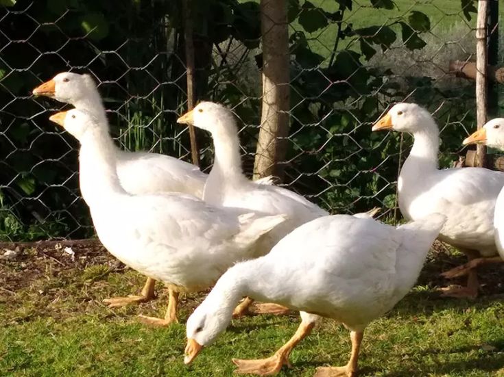 A group of white geese moves on a green meadow, bordered by a simple fence. Sunlight illuminates the surrounding area.