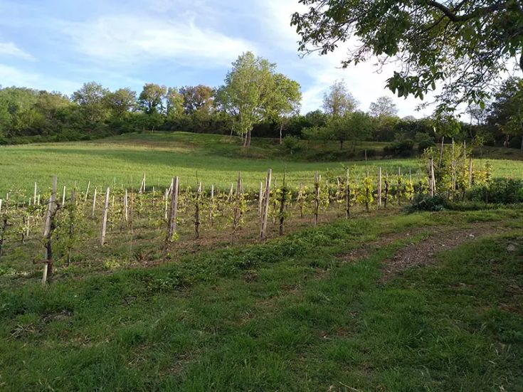A well-kept vineyard immersed in greenery, symbolizing the tranquility of the Umbrian countryside.