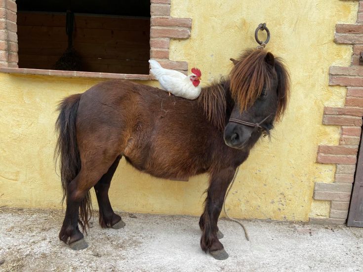 Un pony marrone con un gallo bianco sulla testa, ambientato in un contesto rustico.