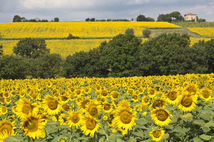 Un ampio campo di girasoli sotto un cielo con nuvole sparse, circondato da dolci colline verdi.