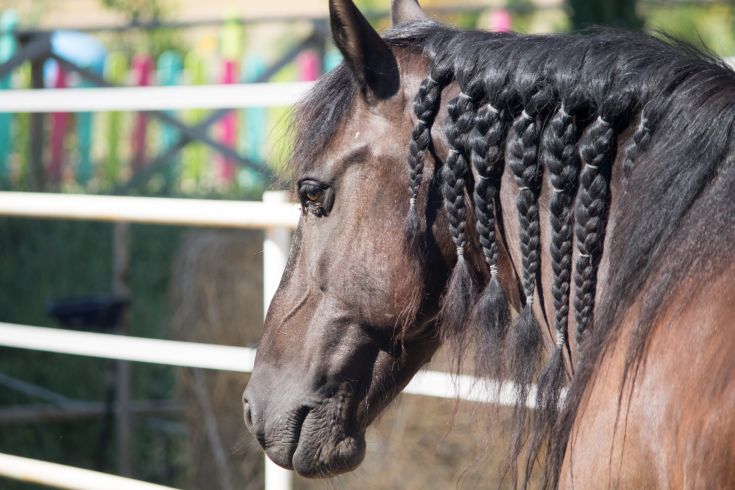 Cavallo con criniera intrecciata, aspetto tranquillo.