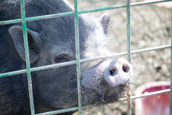 Un cavallo e un asino si trovano in un sereno paesaggio rurale, circondati da erba verde e alberi.