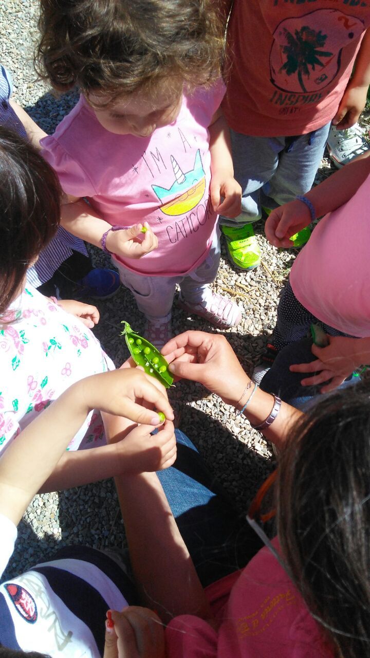 Un gruppo di bambini gioca all'aperto mentre esplora e condivide baccelli di piselli in fattoria.