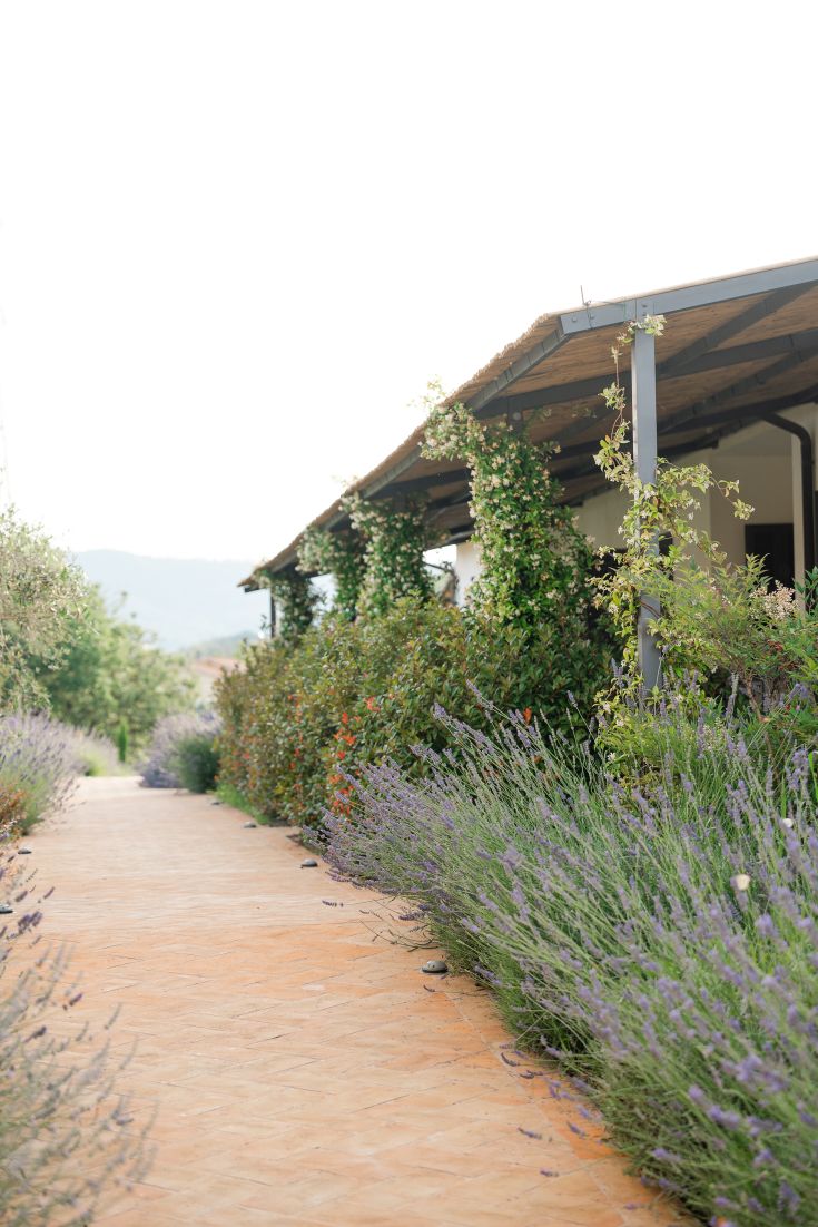 A path surrounded by lavender plants and flowers leads to the farmhouse immersed in greenery.