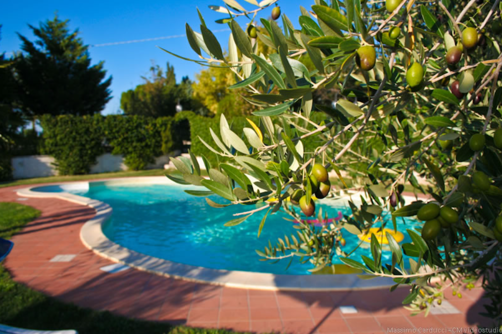 Un'area tranquilla con piscina circondata da ulivi, situata nella campagna umbra.
