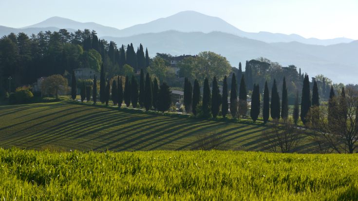 A picturesque hilly landscape featuring cypress trees and mountains in the background.