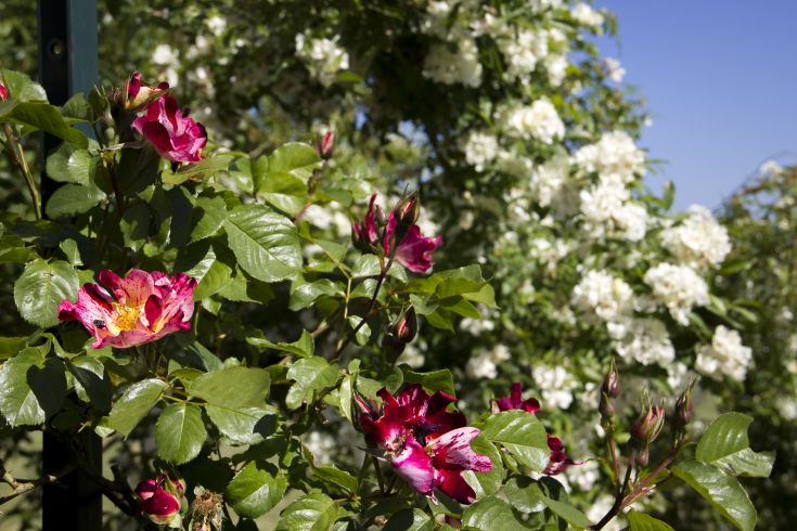 Colorful flowers in the foreground with white flowers in the background, creating a serene garden atmosphere.