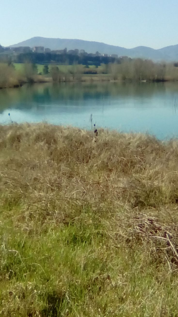 A tranquil scene featuring a blue lake surrounded by green plants, nestled in a relaxed rural setting.