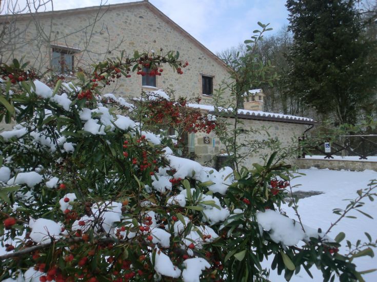 A cozy house surrounded by snow, with plants full of red berries enhancing the landscape.