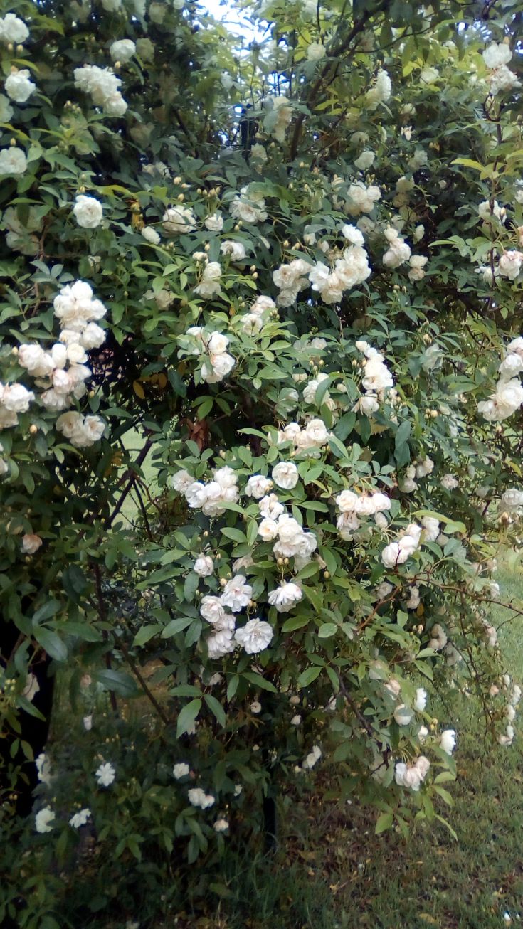 White flowers bloom on a green bush, enhancing the charm of the surroundings.