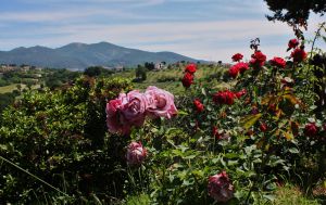 Fiori variopinti e elementi naturali in un paesaggio tranquillo, con montagne verdi sullo sfondo.