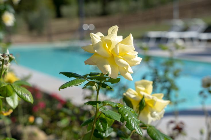 Eine blühende gelbe Rose in einem Garten neben einem Pool, umgeben von der Ruhe der Landschaft.