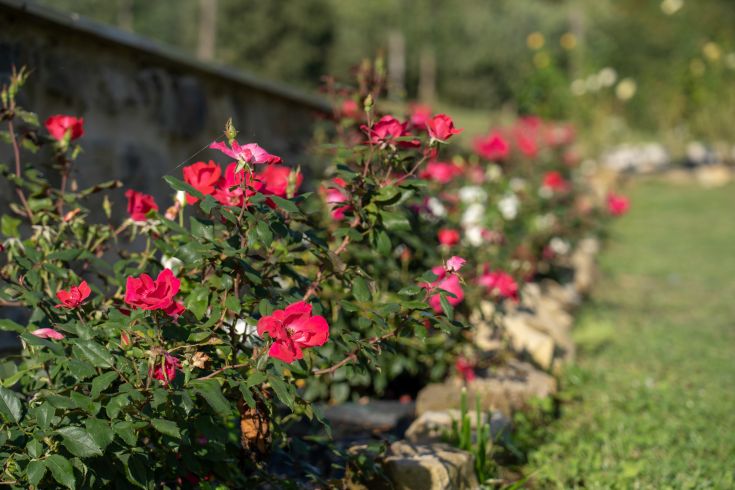 Lebendige Rosen blühen in einem gepflegten Garten und schaffen eine ruhige und harmonische Atmosphäre.