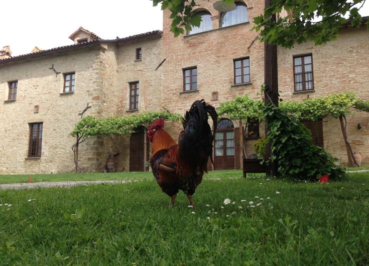 Un coq se déplace parmi les champs de Casale Il Biribino, immergé dans la nature ombrienne.