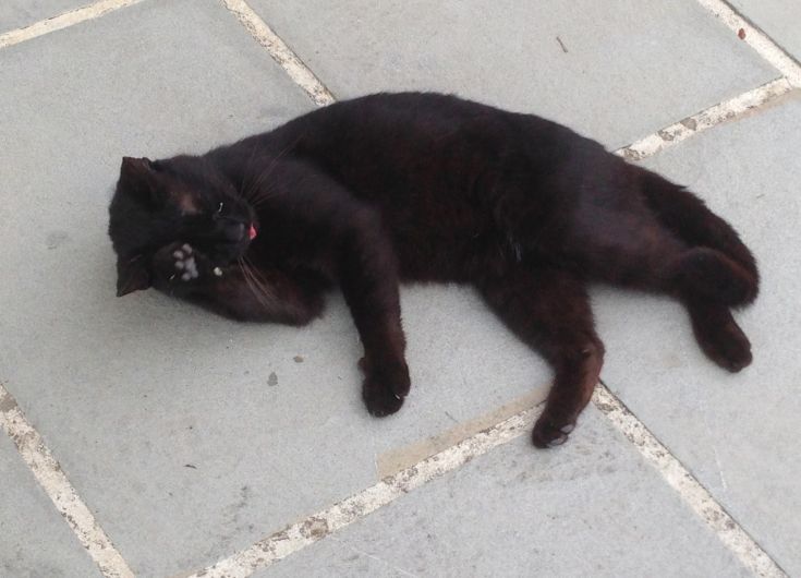 Un chat noir repose paisiblement sur un sol en pierre, révélant sa nature curieuse.