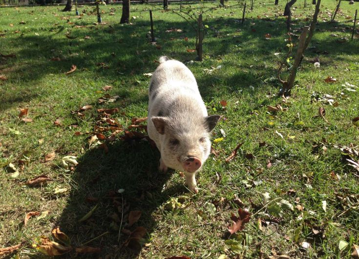 Un porcelet se déplace dans un jardin verdoyant, entouré de feuilles aux teintes d'automne.