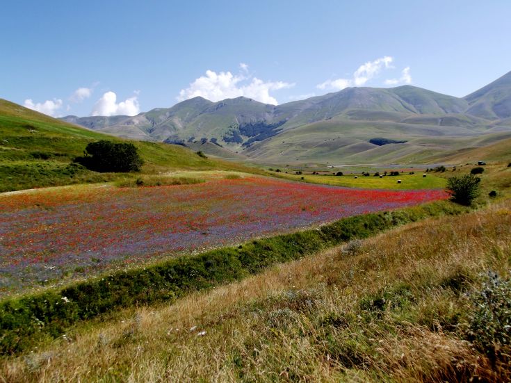 Eine Landschaft mit blühenden Feldern, geschmückt mit grünen Hügeln im Hintergrund.