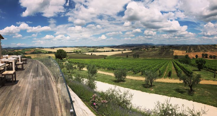 Scenic hill with vineyards and olive groves, a peaceful place to enjoy nature.