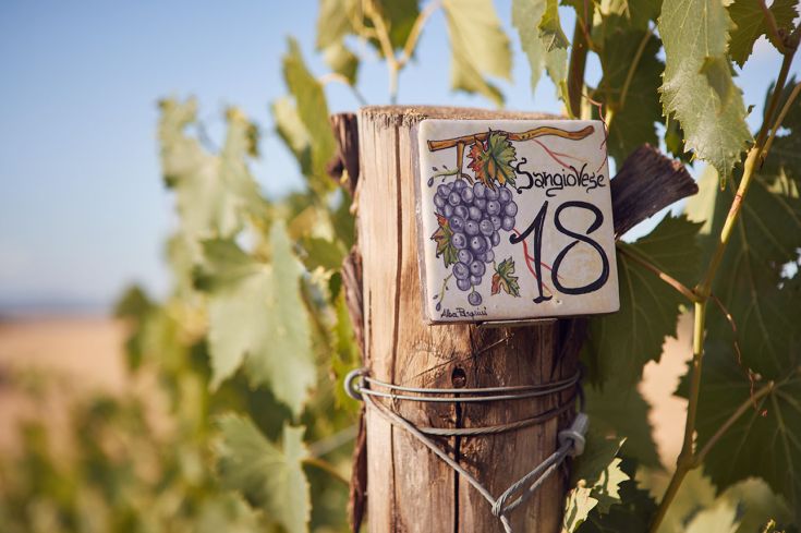 A sign indicating the Sangiovese grape variety number 18, with well-maintained vineyards in the background.